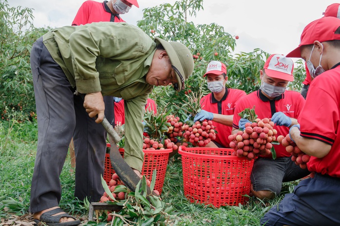 30 tấn vải thiều Bắc Giang sắp lên tàu sang Mỹ - Ảnh 1.