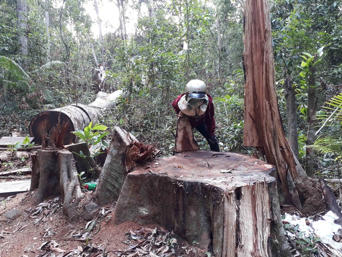 Để mất 103m3 gỗ, dàn lãnh đạo địa phương tự nhận kiểm điểm - Ảnh 1.
