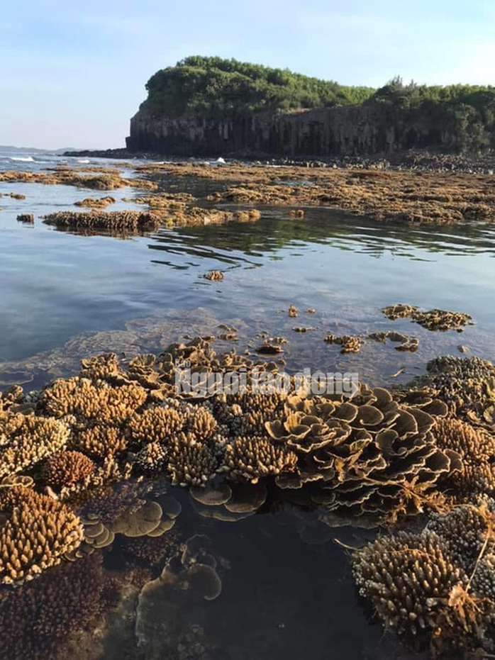 Quảng Ngãi: Nguy cơ rạn san hô ở gành Yến bị phá nát - Ảnh 2.