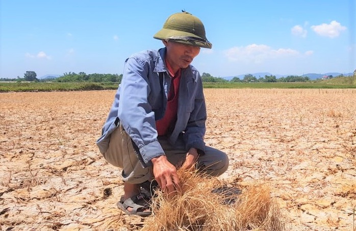 Lúa chết cháy, ruộng đồng nứt toác vì hạn hán kỉ lục - Ảnh 4.