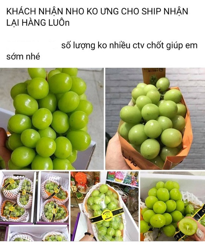 Nho sữa Trung Quốc loạn giá trên chợ mạng - Ảnh 3. Nho sữa Trung Quốc loạn giá trên chợ mạng - Ảnh 3.