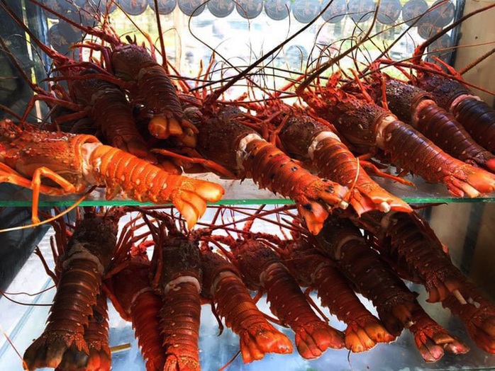Bỏ lương nghìn đô ở sân bay, 9x Khánh Hòa về bán tôm hùm thu lãi khủng - Ảnh 2. Bỏ lương nghìn đô ở sân bay, 9x Khánh Hòa về bán tôm hùm thu lãi khủng - Ảnh 2.