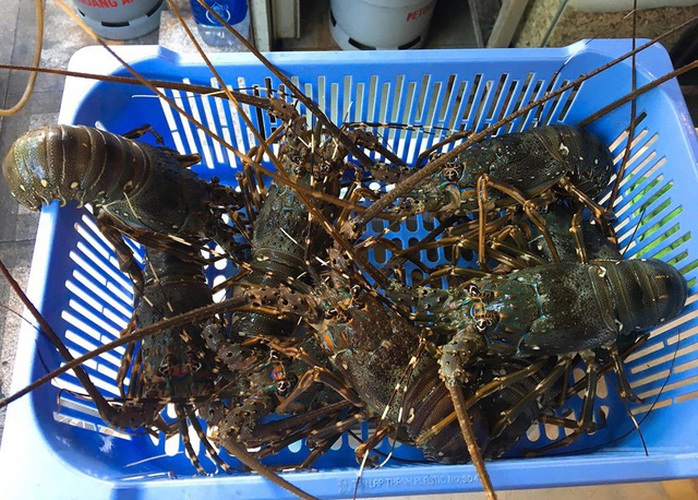 Bỏ lương nghìn đô ở sân bay, 9x Khánh Hòa về bán tôm hùm thu lãi khủng - Ảnh 4. Bỏ lương nghìn đô ở sân bay, 9x Khánh Hòa về bán tôm hùm thu lãi khủng - Ảnh 4.