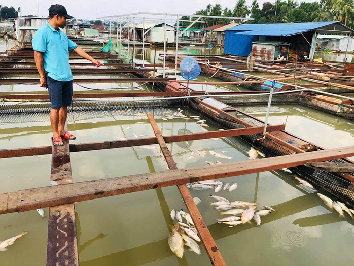 Cá bè lại chết hàng loạt trên sông Đồng Nai - Ảnh 1.