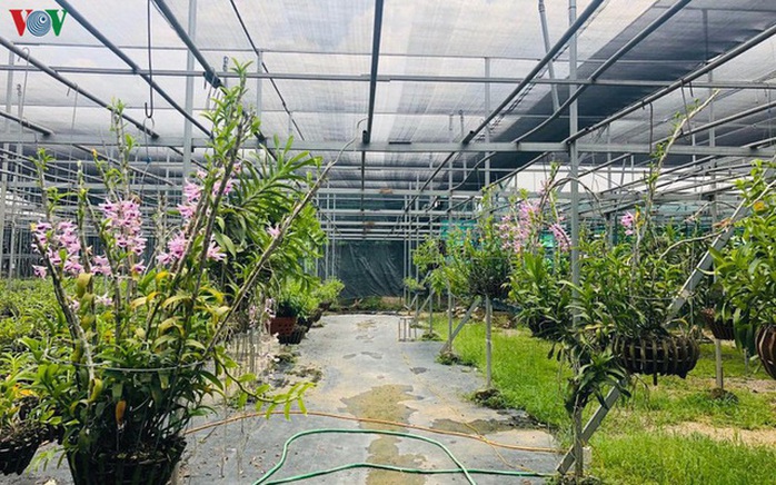 Cơn sốt lan đột biến tiền tỉ tràn về vựa hoa Đông La - Ảnh 1. Cơn sốt lan đột biến tiền tỉ tràn về vựa hoa Đông La - Ảnh 1.