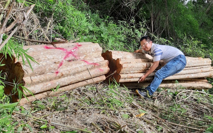 Kiểm tra thông tin rừng bị triệt hạ ở khu vực biên giới - Ảnh 2.