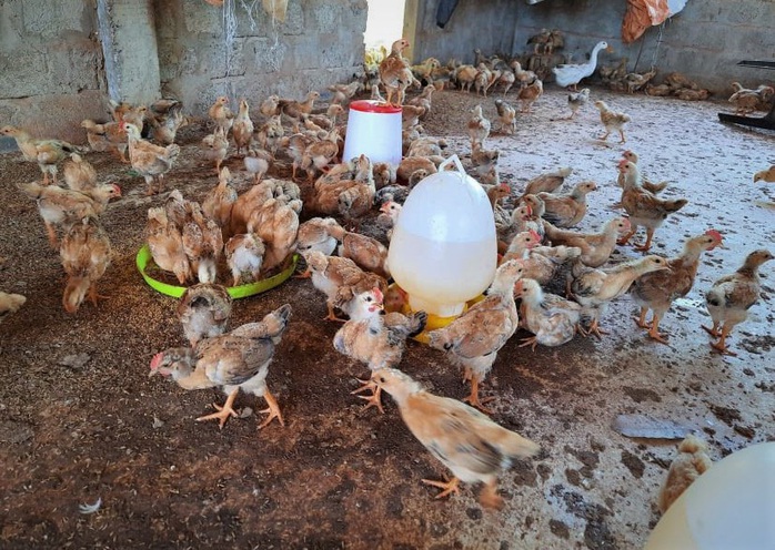 Phó chủ tịch xã bị kiểm điểm, vì để vợ nhận nuôi 1.000 con gà giống dự án - Ảnh 1.