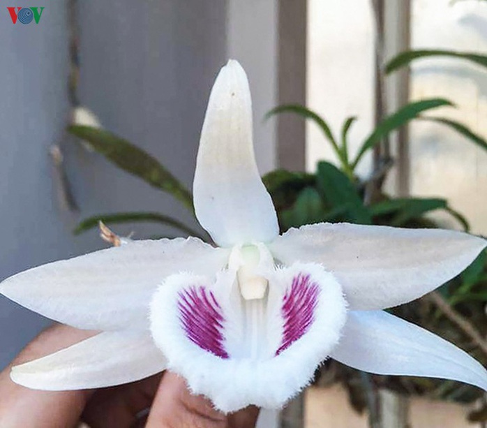 Giao dịch “khủng” về lan đột biến có tin được không? - Ảnh 1. Giao dịch “khủng” về lan đột biến có tin được không? - Ảnh 1.