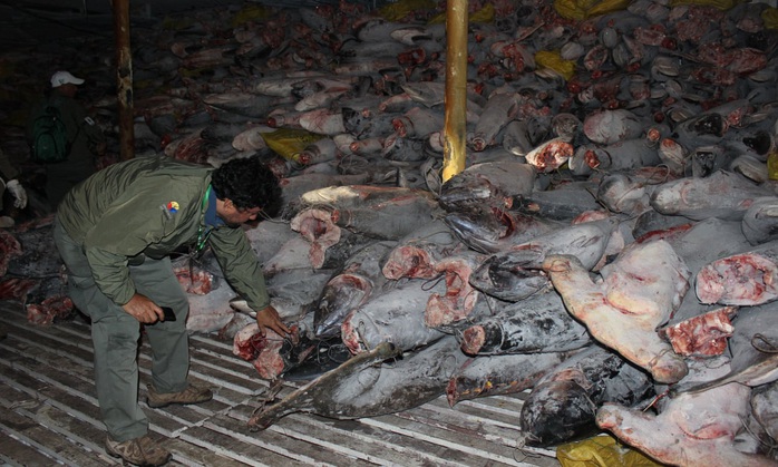 Ecuador tá hỏa vì tàu cá Trung Quốc vơ vét quần đảo Galápagos - Ảnh 1.