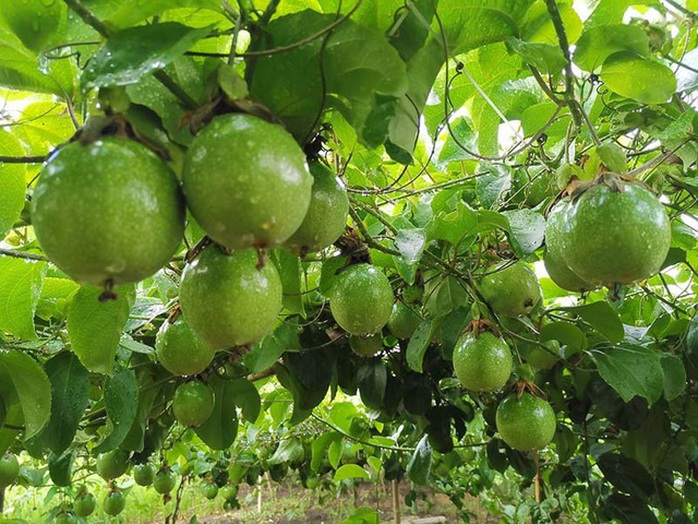 Chanh leo ngọt như mật, giá đắt gấp 3, chị em góp tiền mua chung cả tạ - Ảnh 5. Chanh leo ngọt như mật, giá đắt gấp 3, chị em góp tiền mua chung cả tạ - Ảnh 5.