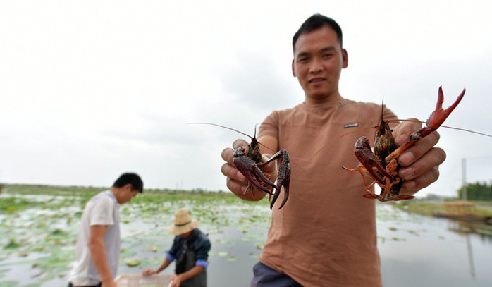 Nông dân Trung Quốc trả giá đắt khi “nhường” ruộng cho tôm hùm đất - Ảnh 3. Nông dân Trung Quốc trả giá đắt khi “nhường” ruộng cho tôm hùm đất - Ảnh 3.