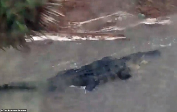 Cá sấu bơi lúc nhúc trên... đường phố ở Mỹ - Ảnh 2.