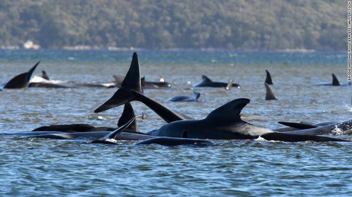 Hơn 380 con cá voi chết trong sự kiện mắc cạn lớn nhất thế giới ở Tasmania - Ảnh 1.
