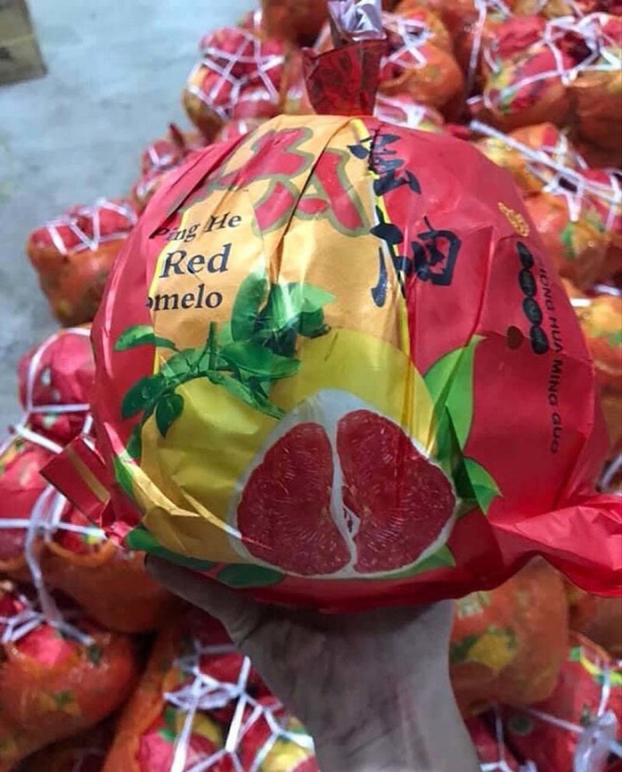 Bưởi Trung Quốc ruột đỏ au, vỏ vàng không hạt, ngày bán cả tấn - Ảnh 2. Bưởi Trung Quốc ruột đỏ au, vỏ vàng không hạt, ngày bán cả tấn - Ảnh 2.