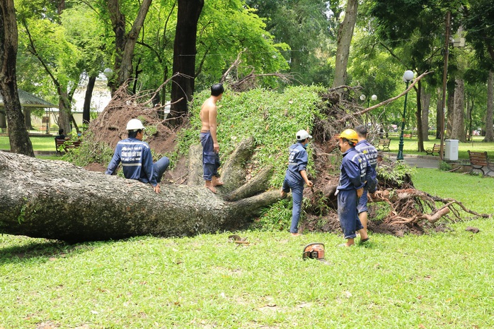 Đang đi trên đường bị cây bật gốc đè, ai chịu trách nhiệm? - Ảnh 1.