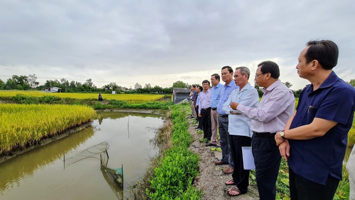 Loạn giống lúa ST24, ST25 - Ảnh 1.