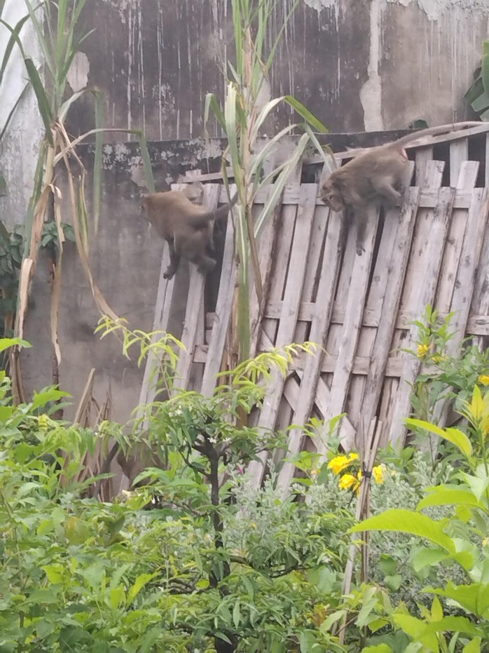 Đàn khỉ quậy tưng bừng ở quận 12, TP HCM - Ảnh 2.