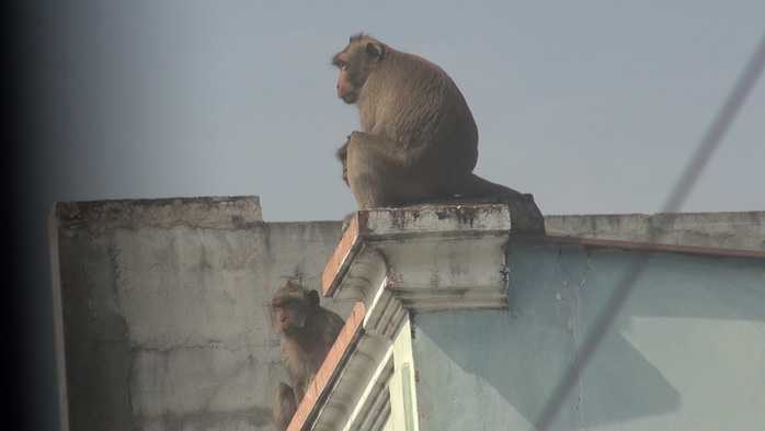 Lên phương án đưa đàn khỉ đại náo ở quận 12 ra khu dân cư - Ảnh 3.