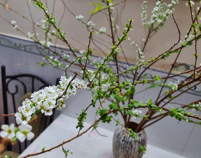 Hoa tuyết mai là gì mà hot nhất tết này, ai cũng muốn mua về cắm? - Ảnh 2. Hoa tuyết mai là gì mà hot nhất tết này, ai cũng muốn mua về cắm? - Ảnh 2.