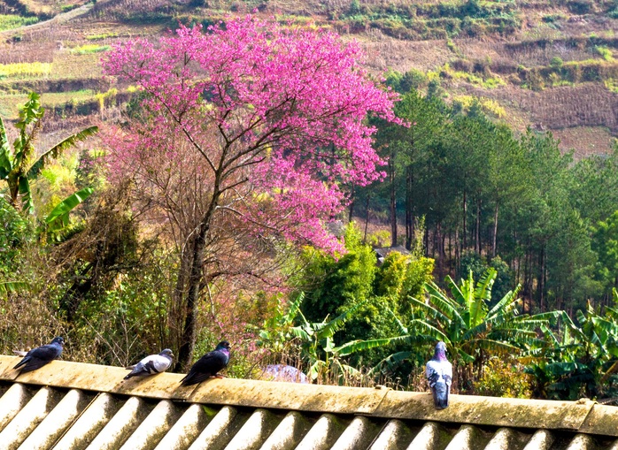 Làm báo cùng Báo Người Lao Động: Lạc bước giữa miền hoa Xuân Tây Bắc - Ảnh 6.