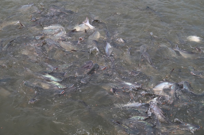 CLIP: Ngỡ ngàng với hàng ngàn con cá cư ngụ ở một bến sông - Ảnh 7.