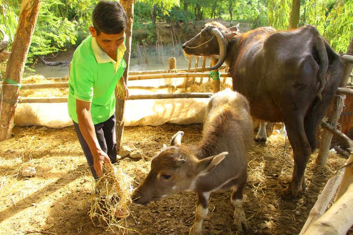 Năm Sửu, gặp lão nông vùng biên chuyên nuôi trâu vỗ béo - Ảnh 1.