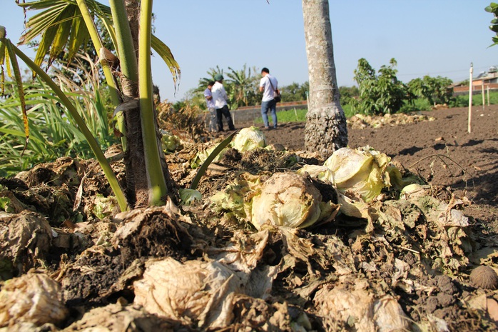 Nông dân nhổ bỏ hàng trăm tấn rau củ vì giá thấp, không người mua - Ảnh 2.