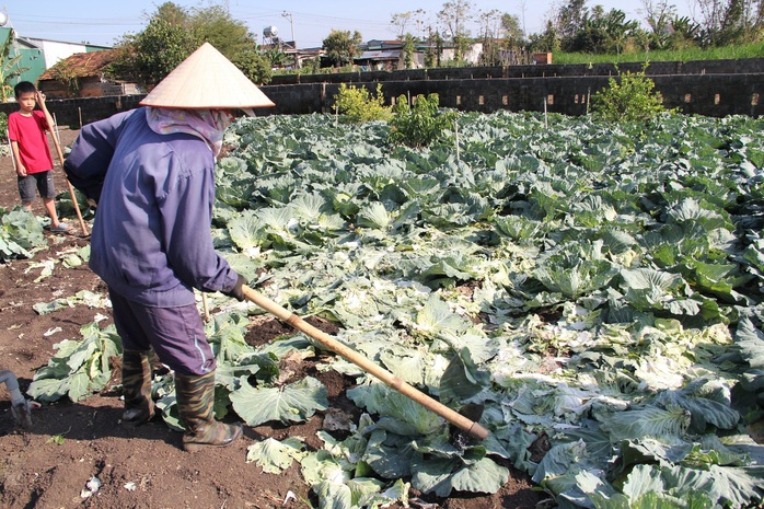 Nông dân nhổ bỏ hàng trăm tấn rau củ vì giá thấp, không người mua - Ảnh 3.