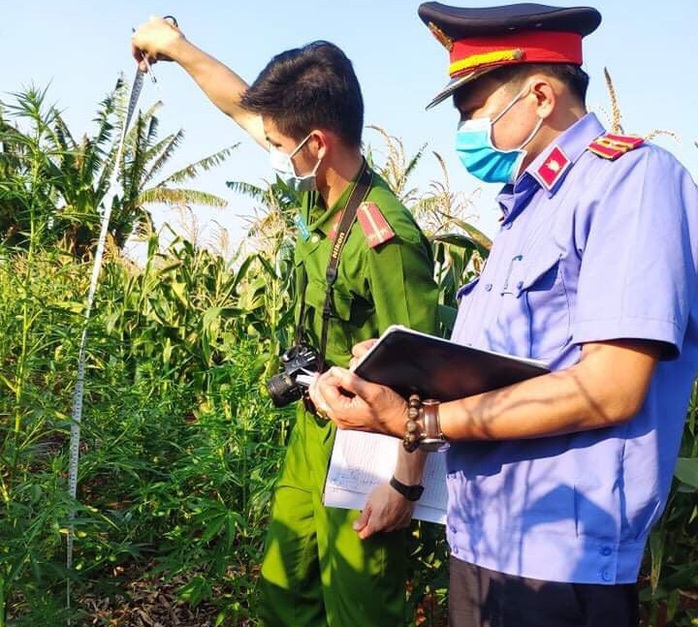 Trồng hàng trăm cây cần sa để… nuôi gia súc - Ảnh 1.