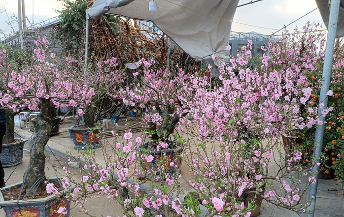 Gian hàng bán hoa đào độc lạ ở TP Thanh Hóa - Ảnh 2.