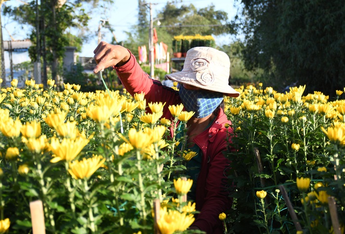 Thủ phủ hoa cúc nơi tâm bão Quảng Ngãi chật vật đón Tết - Ảnh 1.