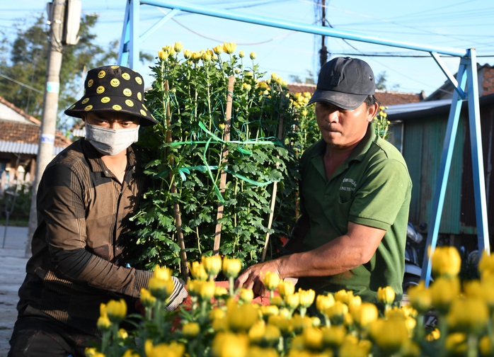 Thủ phủ hoa cúc nơi tâm bão Quảng Ngãi chật vật đón Tết - Ảnh 7.