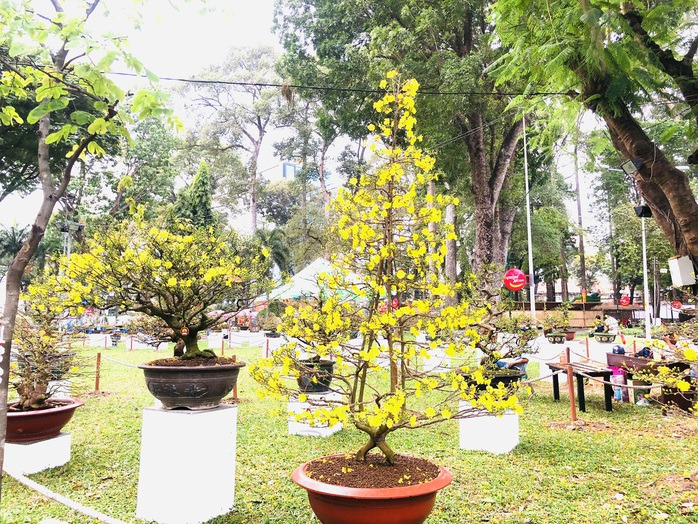 Khai mạc Hội Hoa Xuân Tân Sửu tại công viên Tao Đàn - Ảnh 4. Khai mạc Hội Hoa Xuân Tân Sửu tại công viên Tao Đàn - Ảnh 4.