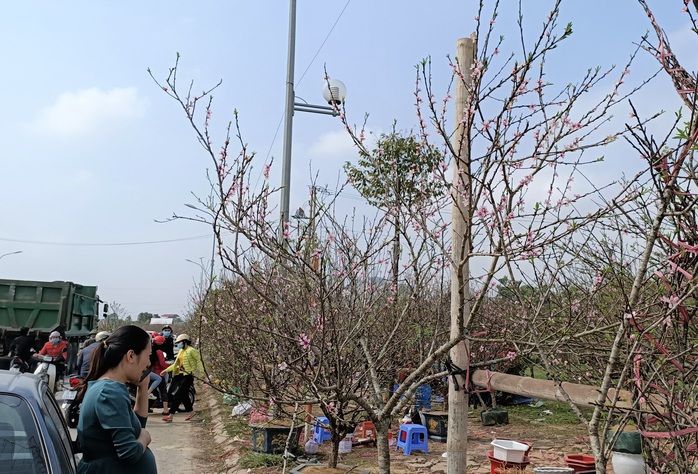 CLIP: Đào, quất thi nhau đại hạ giá, người bán vẫn méo mặt vì người mua thưa thớt - Ảnh 9.