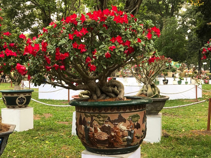 Khai mạc Hội Hoa Xuân Tân Sửu tại công viên Tao Đàn - Ảnh 5. Khai mạc Hội Hoa Xuân Tân Sửu tại công viên Tao Đàn - Ảnh 5.