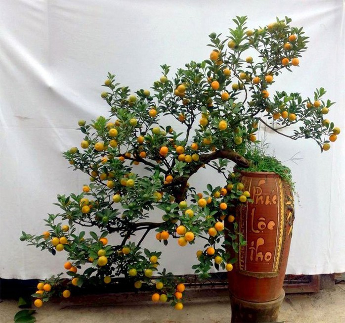 Cách chọn quất trưng trong nhà dịp Tết - Ảnh 2. Cách chọn quất trưng trong nhà dịp Tết - Ảnh 2.