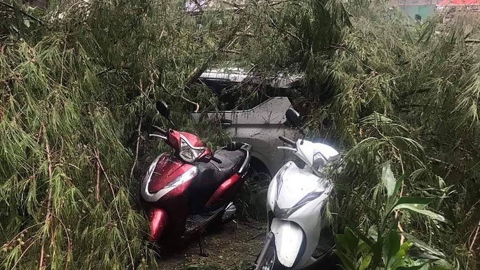 Xe máy, ôtô bị cây đè trong cơn mưa dông trái mùa ở TP HCM - Ảnh 1.