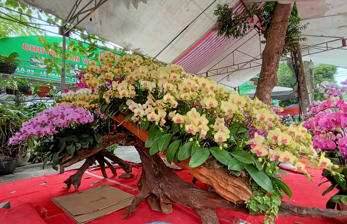 Những chậu hoa lan bằng gỗ lạ mắt ở chợ Tết - Ảnh 2.