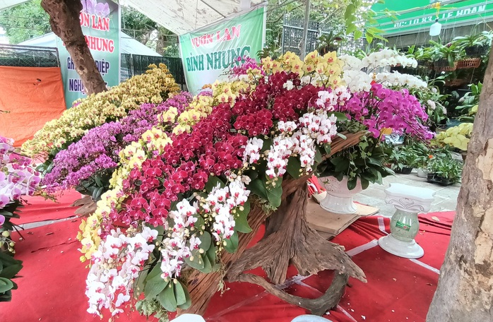 Những chậu hoa lan bằng gỗ lạ mắt ở chợ Tết - Ảnh 8.