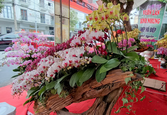 Những chậu hoa lan bằng gỗ lạ mắt ở chợ Tết - Ảnh 7.
