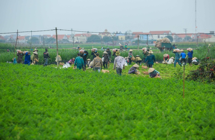 CLIP: Người dân Hải Dương nhộn nhịp thu hoạch cà rốt - Ảnh 9.