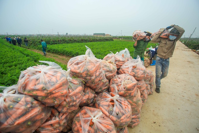 CLIP: Người dân Hải Dương nhộn nhịp thu hoạch cà rốt - Ảnh 17.