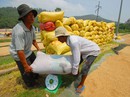 Bơm mạnh vốn cho ĐBSCL Bơm mạnh vốn cho ĐBSCL