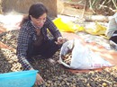 “Sốt” cau non bán sang Trung Quốc “Sốt” cau non bán sang Trung Quốc