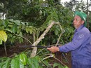 Kiến nghị giao đất về địa phương Kiến nghị giao đất về địa phương