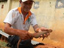 Nuôi dông thịt vốn ít, lãi nhiều Nuôi dông thịt vốn ít, lãi nhiều