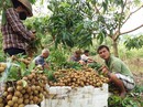 Không cần lưu huỳnh, vỏ nhãn vẫn sáng Không cần lưu huỳnh, vỏ nhãn vẫn sáng