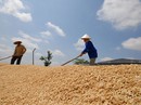 Báo động di cư khỏi ĐBSCL Báo động di cư khỏi ĐBSCL