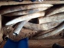 Lô hàng trăm tỉ nghi ngà voi ở cảng Cát Lái Lô hàng trăm tỉ nghi ngà voi ở cảng Cát Lái