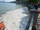 Phó Thủ tướng giao Bộ Công an vào cuộc vụ cá chết ở Hồ Tây Phó Thủ tướng giao Bộ Công an vào cuộc vụ cá chết ở Hồ Tây